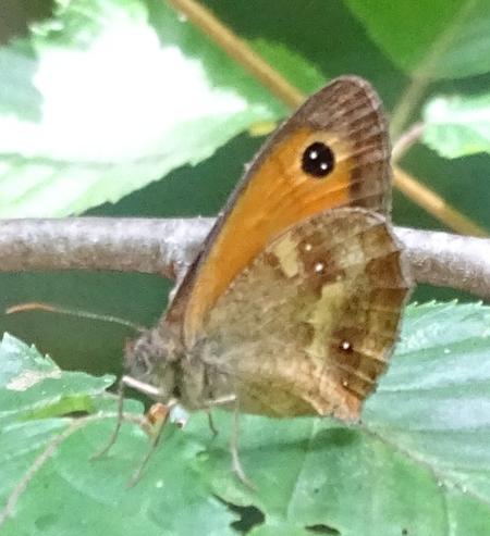 Réf. 209 952 : Pyronia tithonus
